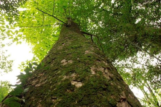 落叶木莲植株图。邓都 摄